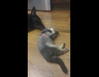 Small grey cat rolling around next to sleeping black dog