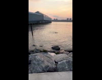 Collab WINY - Man swimming at Hudson river next to sanitation depot 