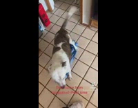 White dog brings towel for pool time 