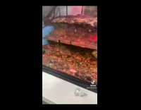 Turtle inside of fish tank plays tic tac toe 