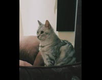 Grey cat listen spiritual music ears move