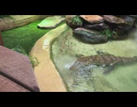 Young crocodile showers on the man made pond