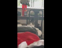 Neighbors cat stares angrily at submitter for interrupting sleep 