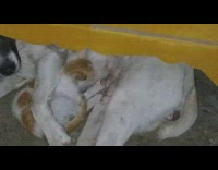 Dog under cabinet nursing a kitten