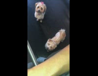 Two small brown dogs wait wood floor 