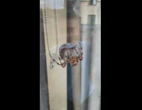 European garden spider spins web at the wall 