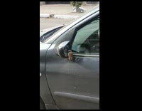 Bird Plays with its Reflection on Car Side Mirror
