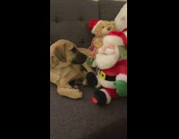 Brown puppy watches singing and dancing pt. 3 
