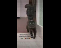 Black cat with fluffy tail walks into room