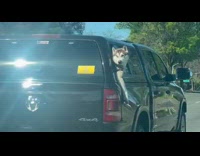 Dog head and arm outside truck window