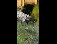 Baby duck gets eaten by fish lake