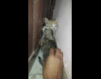 Guy petting two kittens at door corner