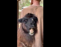 Submitter films brown llama nibbles on hay