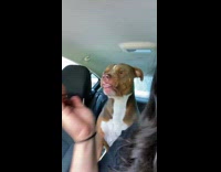 Collab BitchMP - Woman teasing her dog with fake cockroach 