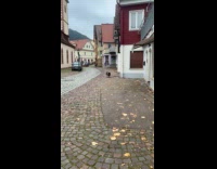 Pig approaches the filmer on the sidewalk