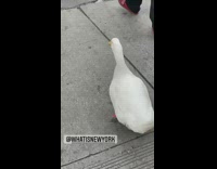 Duck follows behind man through crosswalk and on sidewalk