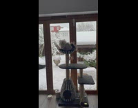 Cat sits on top of scratch tower 