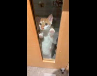 Collab PLC - Two cats behind the door with glass