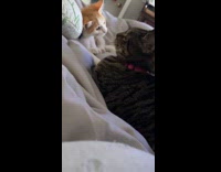 Collab PLC - Orange white kitten slap cat on bed many times