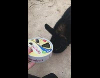 Bunny eats food from can shakes head