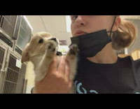 Woman working in shelter holds up puppy that licks face