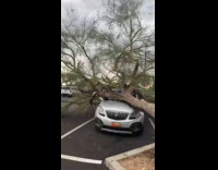 Collab VIBES - Woman reacts to tree fell on her car