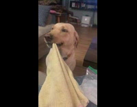Brown dog wagging tail pulls yellow towel 