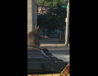 Squirrel eats chicken bone black dumpster