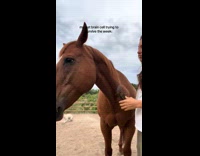 Dog spinning behind horse