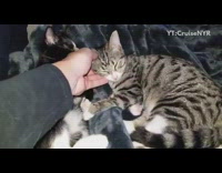 Guy lifts head sleeping grey brown kitten 