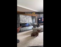 Collab Clips MPUGC - Woman sings when I was your man with dog 