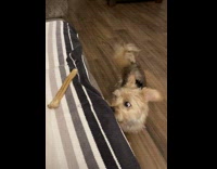 Excited Dog Struggles to Get Bone on Couch