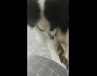 Pet dog eats and crunches on some food stick