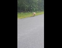 Filmer follows fox on side of road