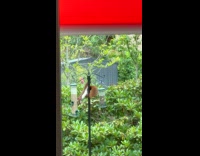 Squirrel eating bird feed from the new bird feeder