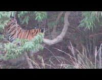 Orange tiger jumps down from tree branch
