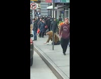 Guy licks sidewalk and blocks pedestrians 