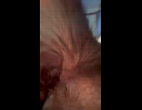 Black white cat purr rub face on camera