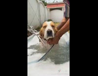 Brown white dog bath tub backyard 