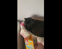 Cat doesnt like baking powder 