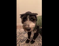 Pet dog wear jacket dressed for winter
