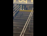 Pigeon exiting and climbing stairs of subway