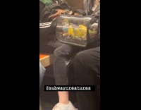 Birds inside transparent bag in subway train
