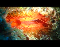 Orange clam tissue with electric lights underwater