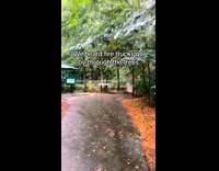 Collab Clips MPUGC - Pack of wolves howling at museum