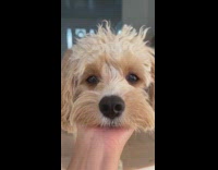 Collab PubityPets - Brown poodle dog places head on owners palm while smiling