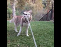 Large brown Siberian husky dog plays in the water sprinklers 