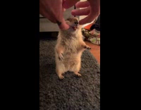 Guy pets brown prairie dog standing up
