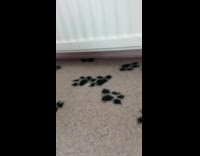 Black dog carpet with black paws dog playing with hair brush 