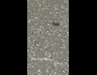 Collab Subway Creatures - Spotted lanternfly on the subway train floor